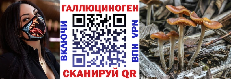 где найти   Отрадный  Псилоцибиновые грибы прущие грибы 